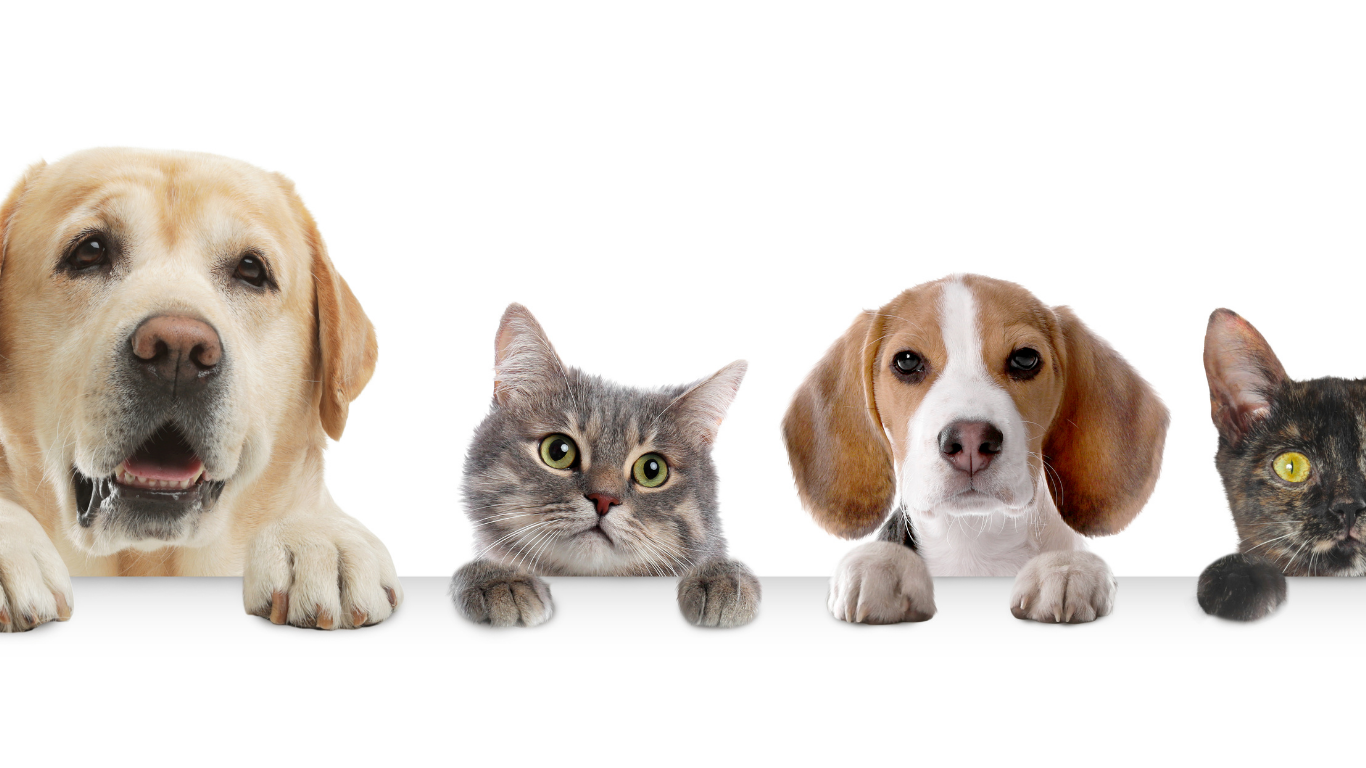 Agendamentos para castração gratuita de cães e gatos continuam abertos!