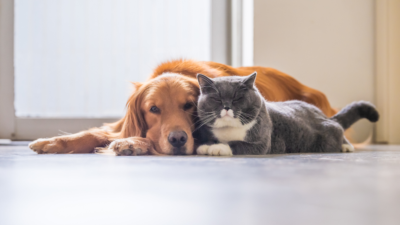 Castração gratuita de cães e gatos segue com agendamentos em São Joaquim da Barra