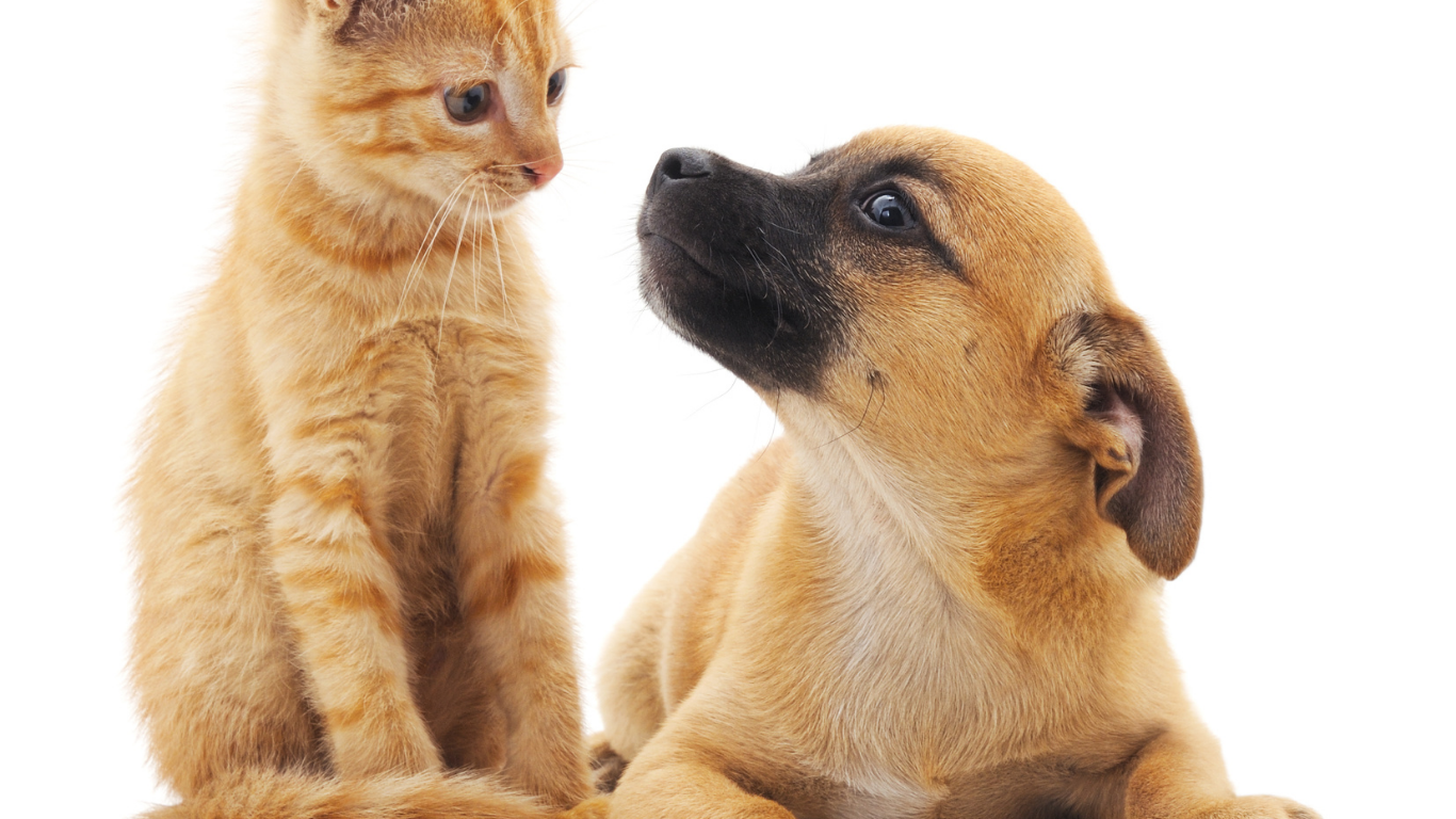 Castração gratuita de cães e gatos continua em São Joaquim da Barra!